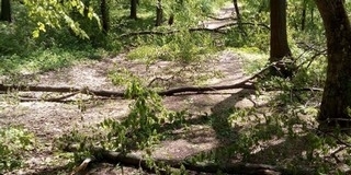 Újra lehet pályázni iparifa-ültetvények létrehozására