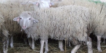 A juhok fotó alapján is képesek felismerni az emberi arcot