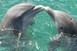 Szivacsot ad választottjának a púposhátú delfin Szivacsot ad választottjának a púposhátú delfin