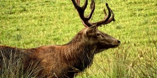A gulyásleves, a gemenci gímszarvas is hungarikum lett