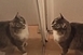Cica ismerkedik a tükörképével